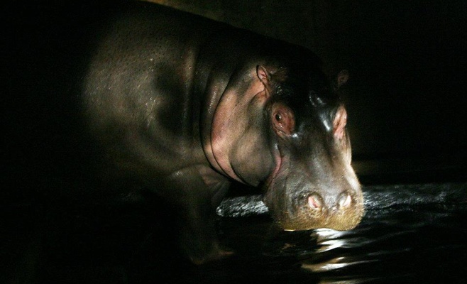 Вечерние экскурсии по Пражскому зоопарку