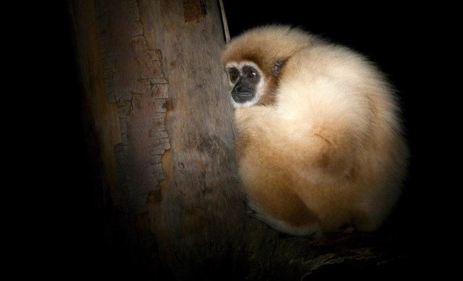 Вечерние экскурсии по Пражскому зоопарку