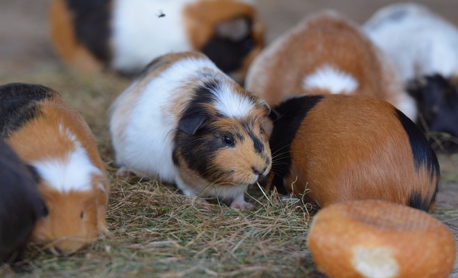 Winter Double Cavy Show 2016
