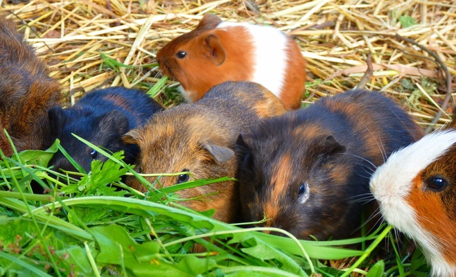 Winter Double Cavy Show 2016