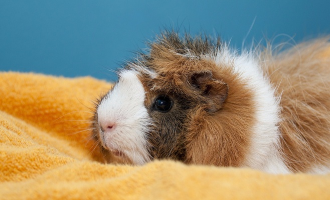 Winter Double Cavy Show 2016