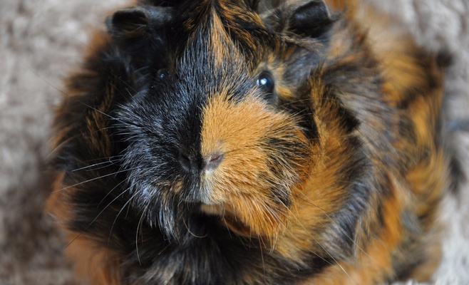 Winter Double Cavy Show 2016