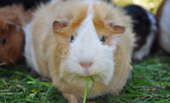 Winter Double Cavy Show 2016