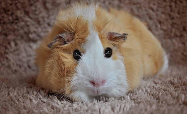 Winter Double Cavy Show 2016