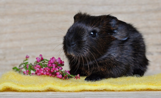 Winter Double Cavy Show 2016
