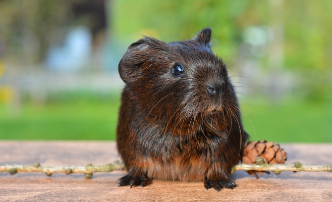 Winter Double Cavy Show 2016