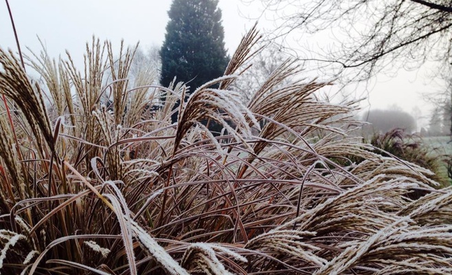 Бесплатное посещение Ботанического сада
