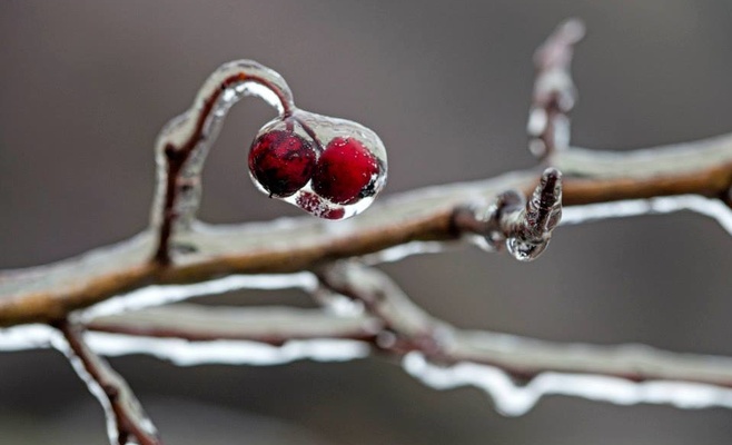 Бесплатное посещение Ботанического сада