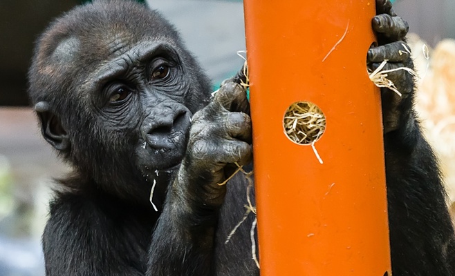 Кормление животных в Пражском зоопарке