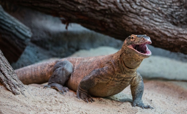 Кормление животных в Пражском зоопарке