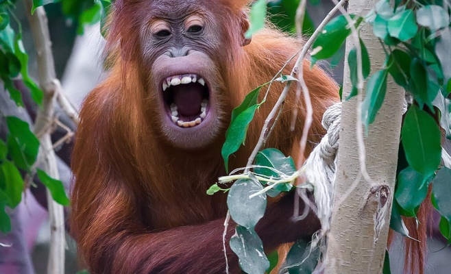 Кормление животных в Пражском зоопарке