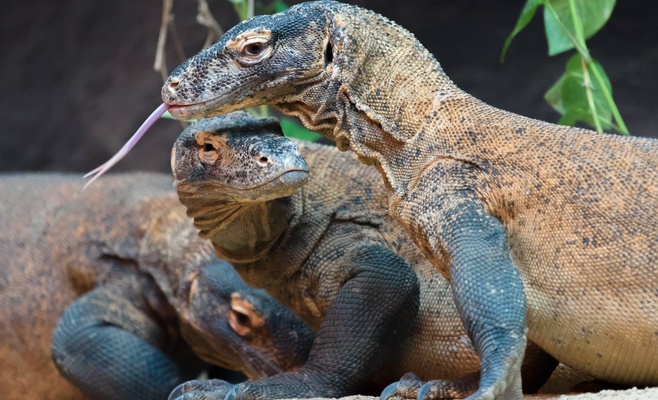 Кормление животных в Пражском зоопарке