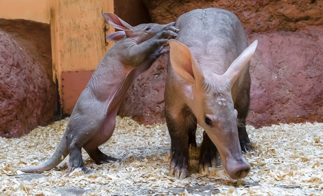 Кормление животных в Пражском зоопарке