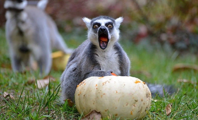 Кормление животных в Пражском зоопарке