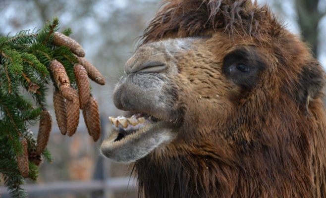 Главную ёлку страны скормили слонам и верблюдам