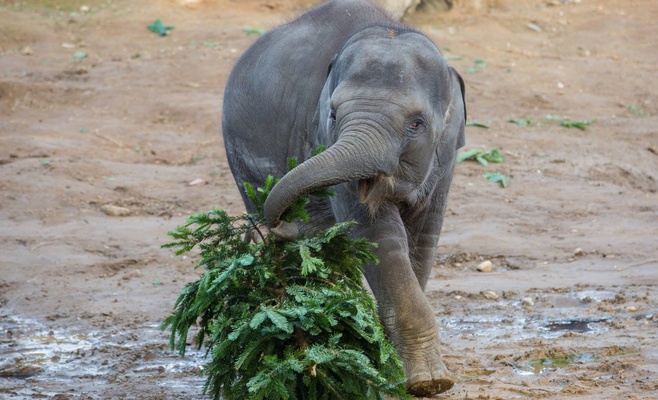 Главную ёлку страны скормили слонам и верблюдам