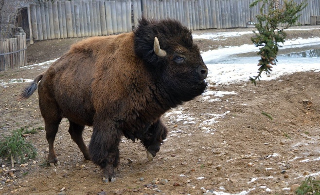 Главную ёлку страны скормили слонам и верблюдам