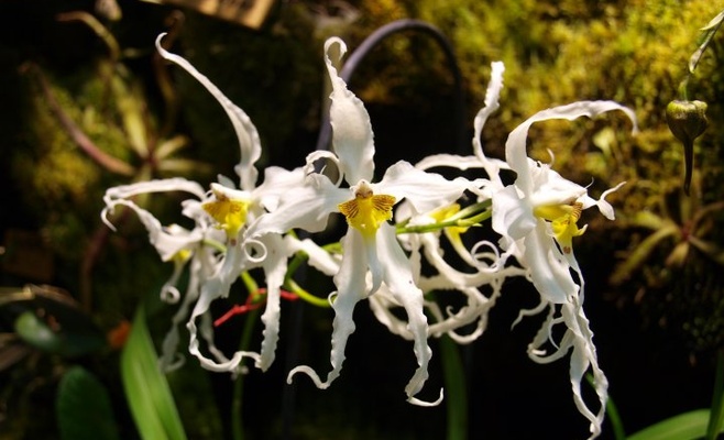 Орхидеи — королевы трюков для опыления