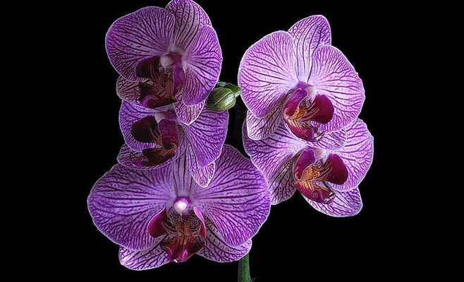 Орхидеи — королевы трюков для опыления