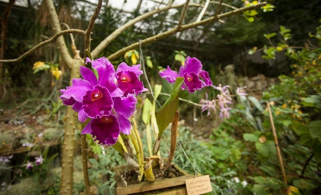 Орхидеи — королевы трюков для опыления