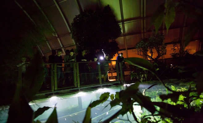 Вечерние экскурсии по оранжерее «Фата Моргана»