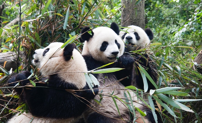 В Пражском зоопарке появятся панды