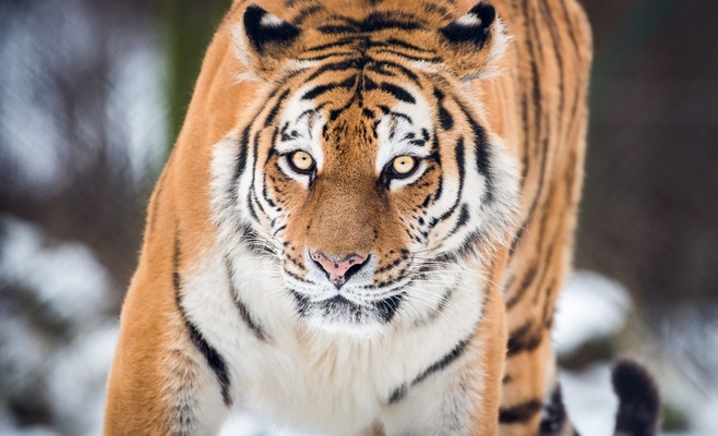 В Злинском зоопарке родились три малыша уссурийского тигра