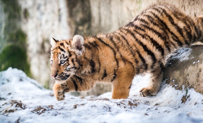В Злинском зоопарке родились три малыша уссурийского тигра
