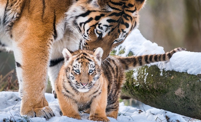 В Злинском зоопарке родились три малыша уссурийского тигра