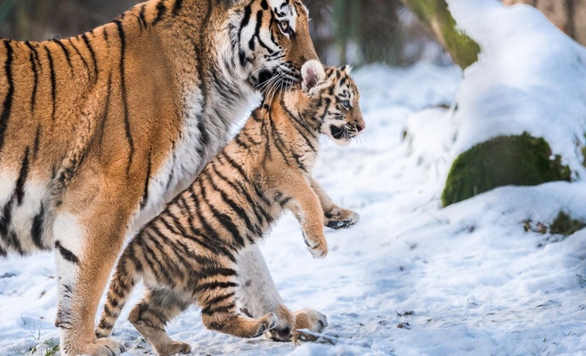 В Злинском зоопарке родились три малыша уссурийского тигра