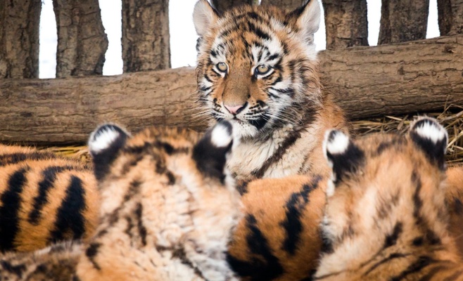 В Злинском зоопарке родились три малыша уссурийского тигра