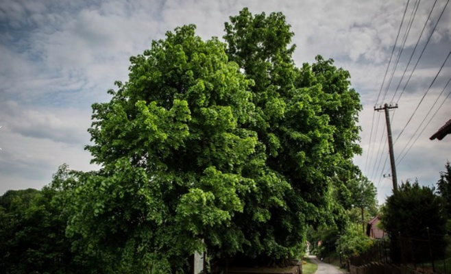 Чешская липа борется за звание лучшего дерева Европы
