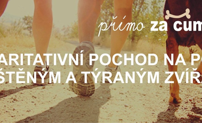 «Прямо за носом» — благотворительное шествие в поддержку брошенных и пострадавших от насилия животных