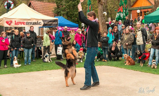 «Прямо за носом» — благотворительное шествие в поддержку брошенных и пострадавших от насилия животных