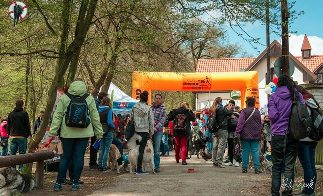 «Прямо за носом» — благотворительное шествие в поддержку брошенных и пострадавших от насилия животных