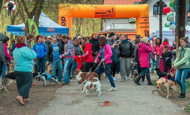 «Прямо за носом» — благотворительное шествие в поддержку брошенных и пострадавших от насилия животных