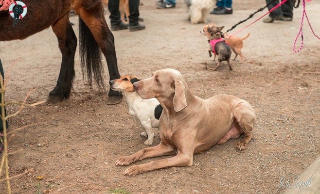 «Прямо за носом» — благотворительное шествие в поддержку брошенных и пострадавших от насилия животных