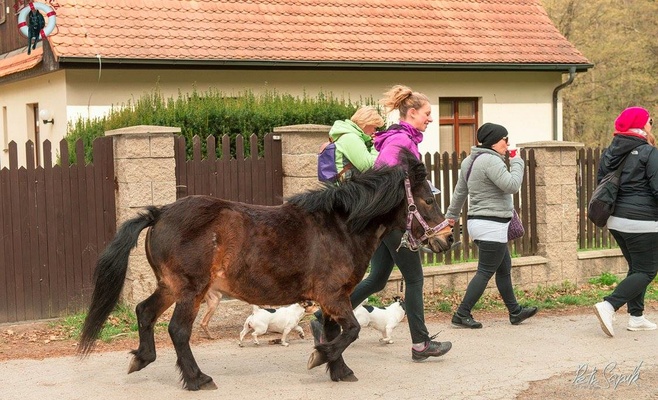 «Прямо за носом» — благотворительное шествие в поддержку брошенных и пострадавших от насилия животных