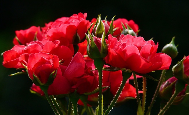 Самое большое валентинское сердце в торговой галерее Myslbek