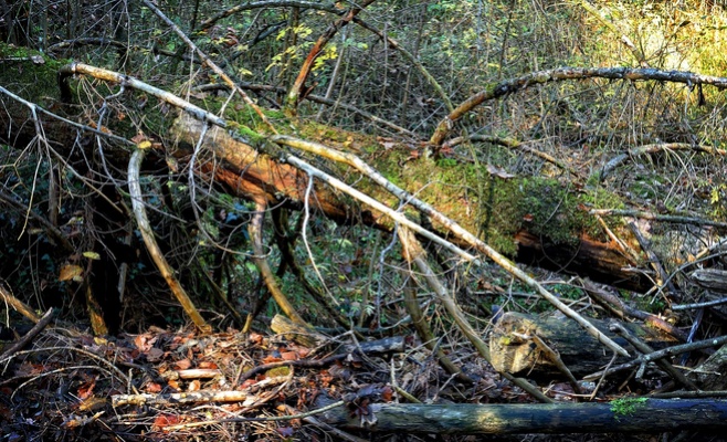 В Чехии продлили штормовое предупреждение