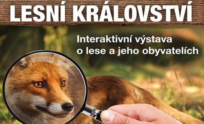 «Лесное королевство» — интерактивная выставка о лесе и его жителях