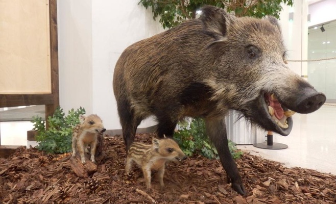 «Лесное королевство» — интерактивная выставка о лесе и его жителях