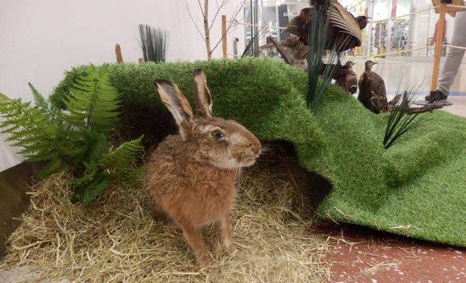 «Лесное королевство» — интерактивная выставка о лесе и его жителях