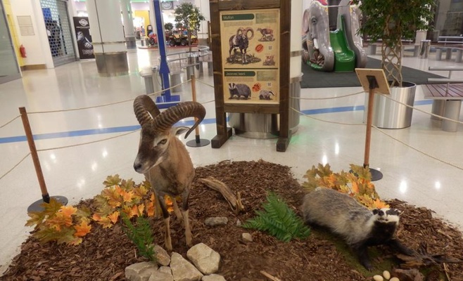 «Лесное королевство» — интерактивная выставка о лесе и его жителях