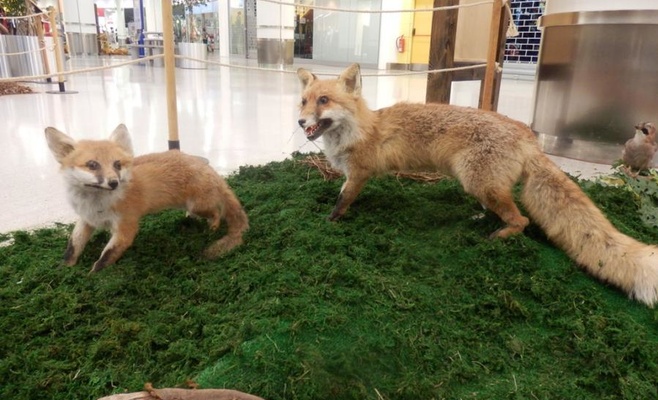 «Лесное королевство» — интерактивная выставка о лесе и его жителях