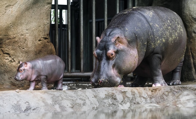 В пражском зоопарке родился бегемот
