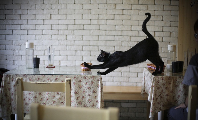 Новый тренд в Чехии: кафе с кошками 