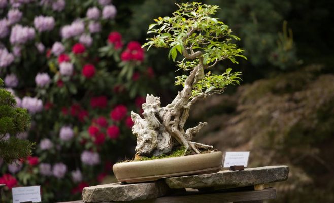 Международная выставка бонсаев в Праге