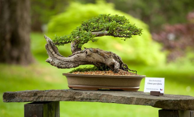 Международная выставка бонсаев в Праге