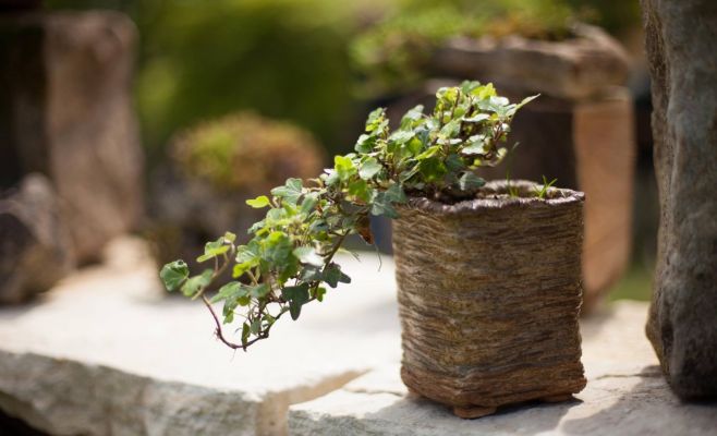 Международная выставка бонсаев в Праге